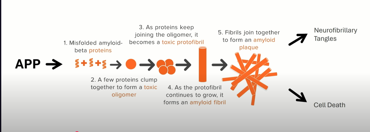 Diagram showing APP cleavage, amyloid-beta accumulation, plaque formation, neurofibrillary tangles, and cell death.
