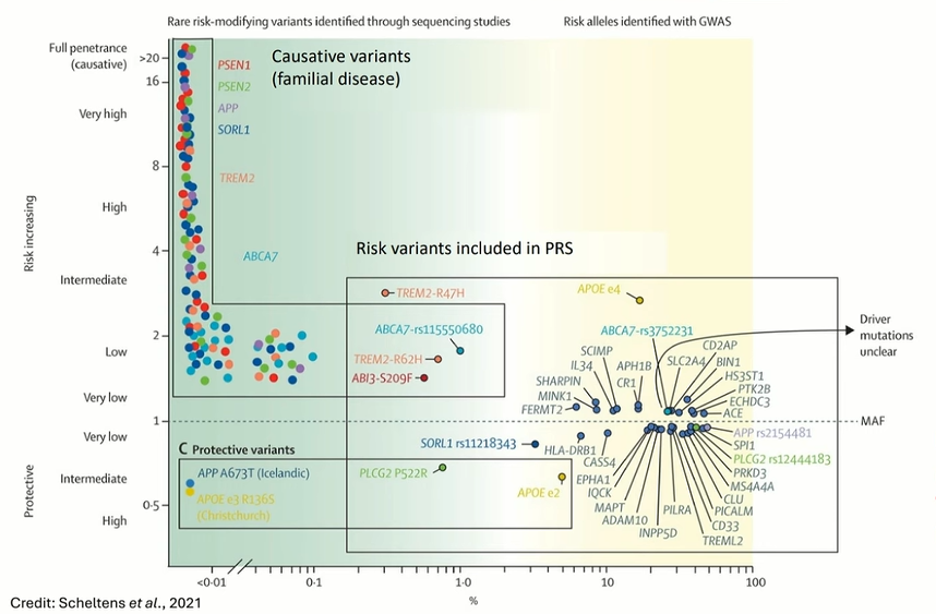 Graph comparing Alzheimer’s disease genetic variants by population frequency and effect on risk, including rare causal genes such as APP, PSEN1, and PSEN2, common GWAS risk loci, and protective variants.