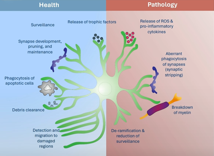 Diagram comparing healthy microglia involved in surveillance, debris clearance, and synaptic support with pathological microglia that release inflammatory mediators, strip synapses, and damage myelin.