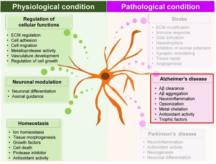 Diagram comparing normal astrocyte functions in cellular regulation, neuronal support, and homeostasis with pathological astrocyte responses in Alzheimer’s disease, including impaired Aβ clearance, inflammation, oxidative stress, and neuronal injury.