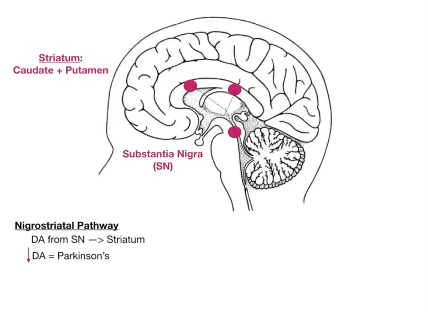 Nigrostriatal Pathway